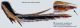 Dytiscidae_tarso_post_sx_FEI_clido.jpg