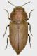 tn_Antaxia 1.jpg