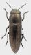 Sphenoptera_laportei_Serracasale_18-VII-2011_grey.jpg