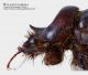 Pachypus_candidae_particolare_protorace_scuro_FEI_clido.jpg