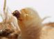 Larva Acacia60.JPG