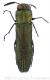 Agrilus laticorniswtmk.jpg