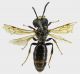 apoidea.jpg