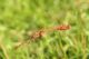 Sympetrum sanguineum. Cozzo Bomes, RNO Bosco di Granza - PA. 29 Settembre 2009 a (4).jpg