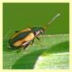 Phyllotreta sp. (2).JPG