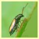 Phyllotreta sp. (1).JPG