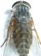entomologia 4 012.JPG