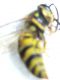 entomologia 4 016.JPG