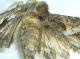 entomologia 5 015.JPG