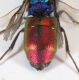Chrysis dett2.JPG