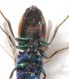 Chrysis dett4.JPG