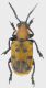 crioceris-duodecimpunctata-foen-VII-2011.jpg