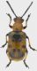 crioceris-duodecimpuncata-VII-2011-foen-femmina.jpg
