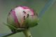 IMGP1095_ants_peonia_sm.JPG
