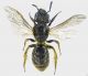 apidae-foen-vii-2011f.jpg
