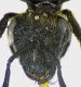 testa-apidae.jpg