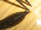 2011.07.23 larva libellula morta2.JPG