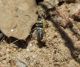 Arachnida g_1 - Copia.JPG