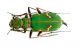 Cicindela sp_Nord Pulumur Turchia 2011_preparati 052.jpg