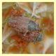 probabile Gymnetron sp.  meno di 3 mm. (1).JPG