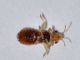 hetero - 2 mm -20110727_223.jpg