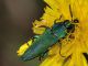 Buprestidae - 12 mm -20110724_173.jpg