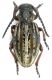 Dorcadion sonjae female sud Tunceli 006.jpg