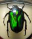 Cetoniidae beetle.JPG