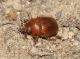 Ochodaeus chrysomeloides 2.JPG