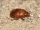 Ochodaeus chrysomeloides 1.JPG