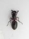 formica campodolcino1.jpg