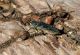 Chalcophora_massiliensis_Ostia_24-VII-2011_OL013.JPG