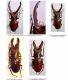 Cyclommatus (Cyclommatus) giraffa MOLLENKAMP, 1904.jpg