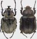 Megasoma_thersites_pair.jpg