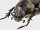 Megasoma_thersites_male_head.jpg
