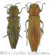 Agrilus viridis viridiswtmk.jpg