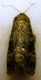 Amphipyra (Amphipyra) pyramidea (Linnaeus, 1758).JPG