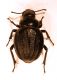 IMG_8903 Pimelia 18.jpg