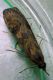 Crambidae Scoparinae .JPG