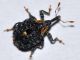 Curculionidae - Cionus tuberculosus - 5 mm -20110801_389.jpg