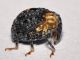 Curculionidae - Cionus tuberculosus - 5 mm -20110801_368.jpg