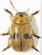 Gonioctena-irrorata.jpg