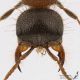 Mutillidae_d2.jpg