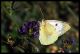 8 colias 5.jpg