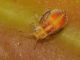 ninfa - 1.5 mm -20110803_068.jpg