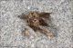 Pachythelia_villosella_cf_adulto_6963.jpg
