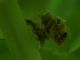 DSC02199-B.jpg