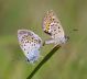 IMGP1854_Lycaenid_copia_sm.JPG