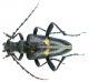 Akimerus berchmansi female_Buglan gecidi 062.jpg