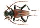 Akimerus berchmansi male red_Buglan gecidi 065.jpg